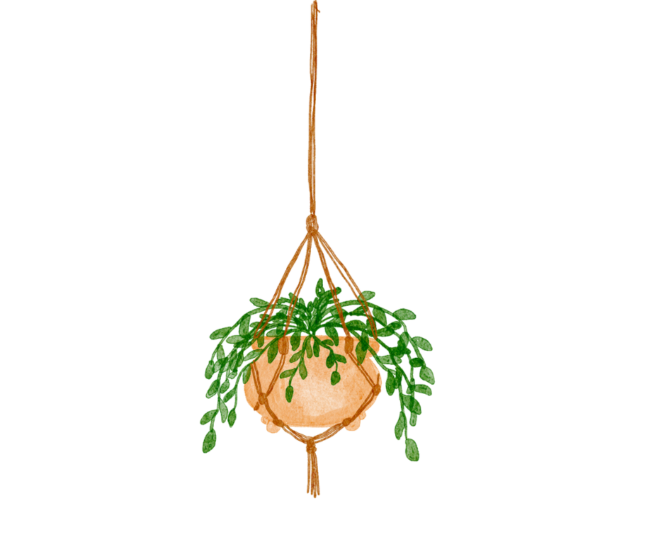 Plante suspendue